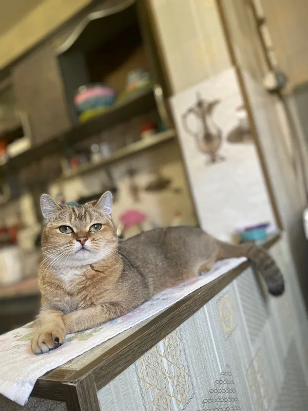 Кошка золотая шиншилла (стерилизована) — фото 7