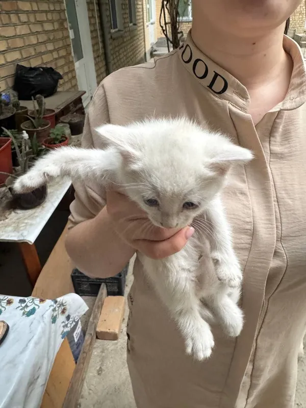 Отдам бесплатно котят в хорошие руки — фото 2