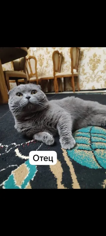 Продаются британский шотландский котят 2