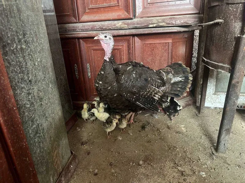 Kurkalar sotiladi jojalari bilan