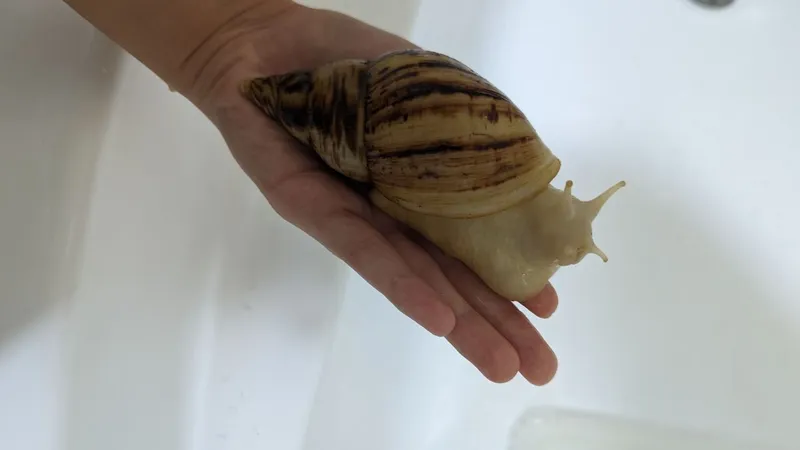 Axatina salyangozlari, naslli albinoslar 2 Axatina salyangozlari, naslli albinoslar 2