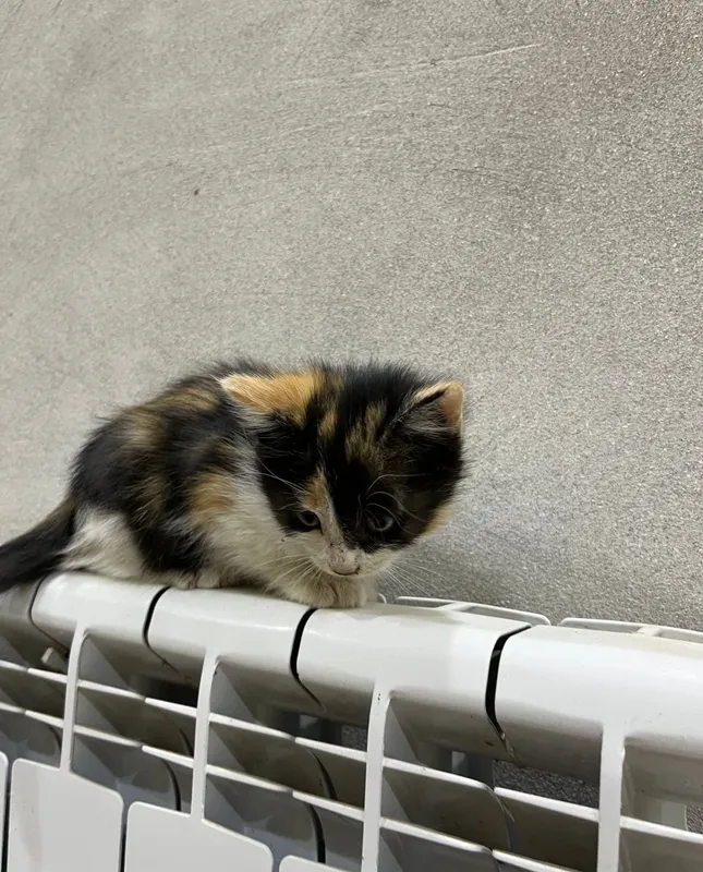 Котёнок отдаётся в добрые руки 4 Котёнок отдаётся в добрые руки 4