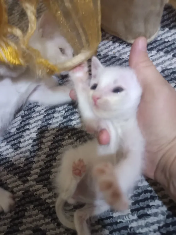 отдам бесплатно котята — фото 3