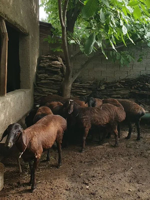 Semiz Quy quzilar Qurbon va hayit bayramlari uchun va yaxshi kuningiz — фото 4