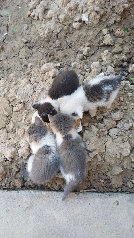 Отдам котят в добрые руки