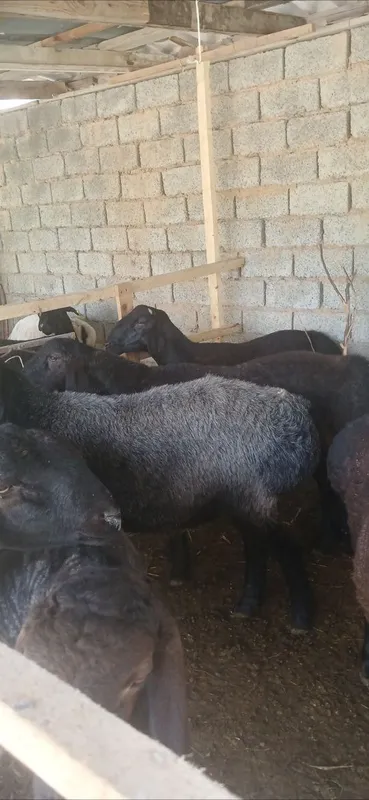 Qurbonlika va aqiqaga qochqorla bor — фото 4