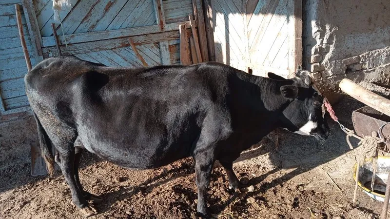 Yeb ichishi zoʻr..pul kerak sotilyapti. — фото 5