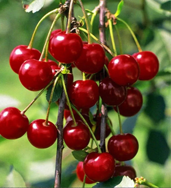 Продам свежую вишню.