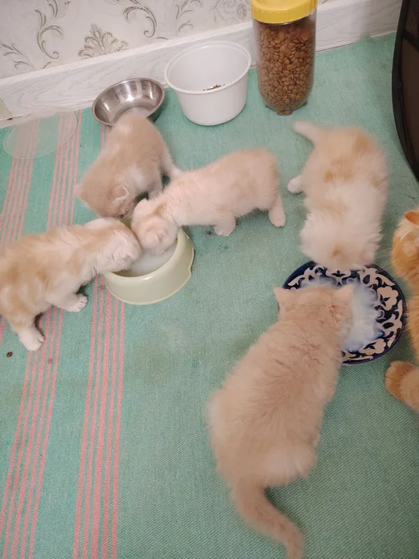 Котята скот иш фолд — фото 6