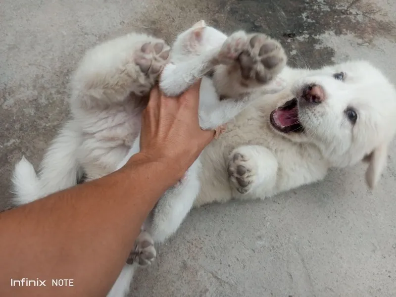Kangal kuchuk 2 oylik 5