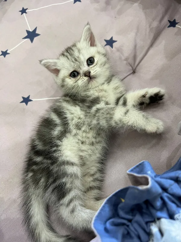 котята Shotland Skottish Strayt 5