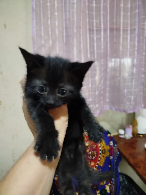 продаются котята — фото 5 продаются котята — фото 5