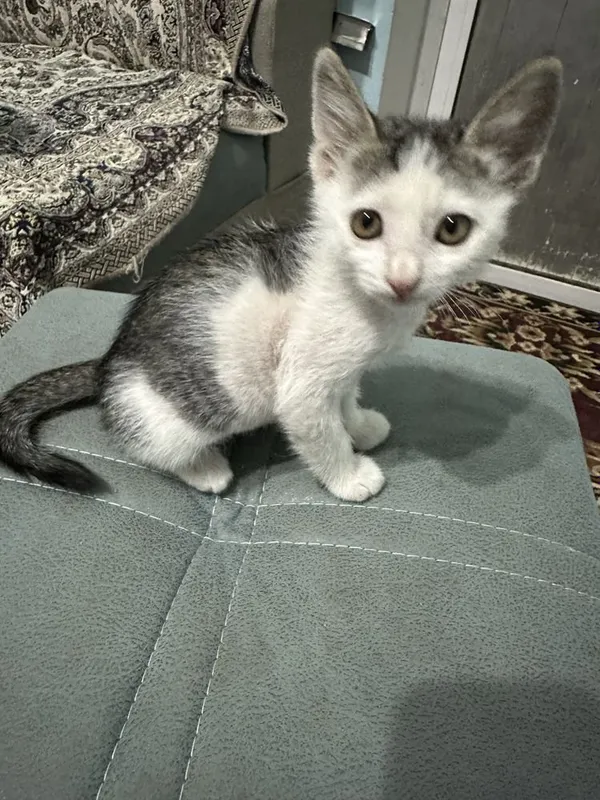 Mushuk hadyaga beriladi 4 Mushuk hadyaga beriladi 4