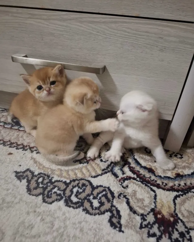 1,5 oylik mushukchalarni sotaman 3 1,5 oylik mushukchalarni sotaman 3