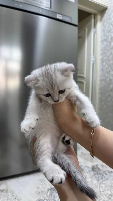 Продаются котята скоттиш фолд/страйт (серебристая шиншилла) 8 Продаются котята скоттиш фолд/страйт (серебристая шиншилла) 8