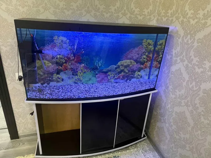 akvarium. 200l. podstavkasi  baliqlari bilan