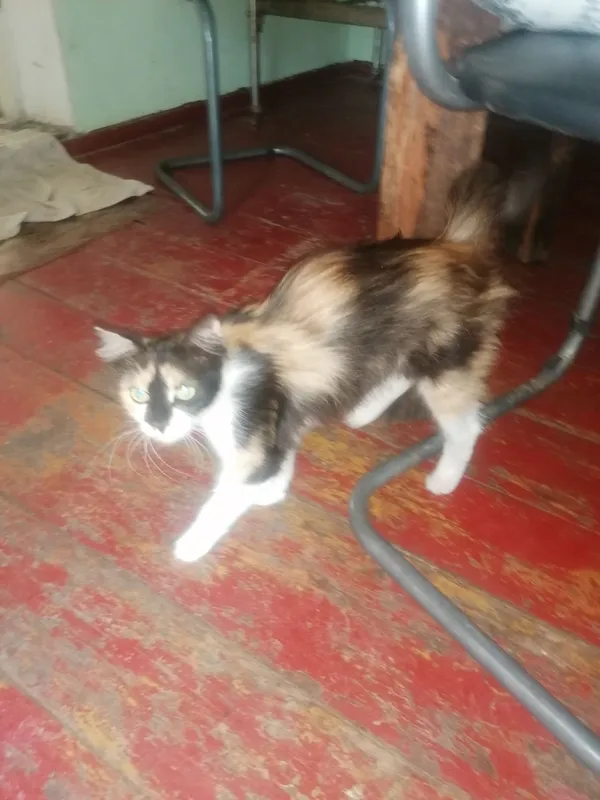 Котято домашние здоровые