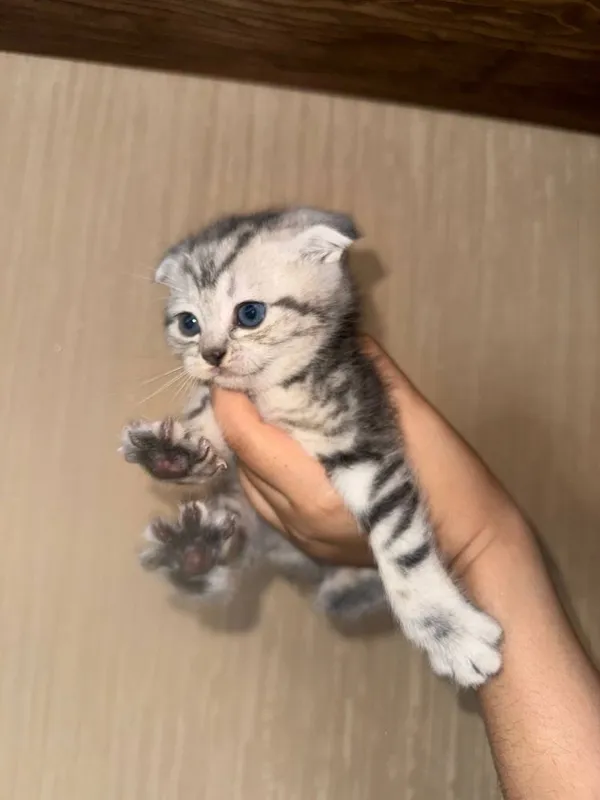 Эксклюзивные породистые котята