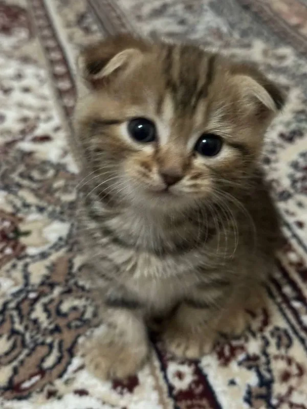Кошки милые Шиншилла мальчик 4 Кошки милые Шиншилла мальчик 4