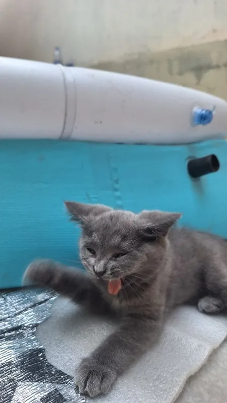 Котята мушук кошка mushuk 4