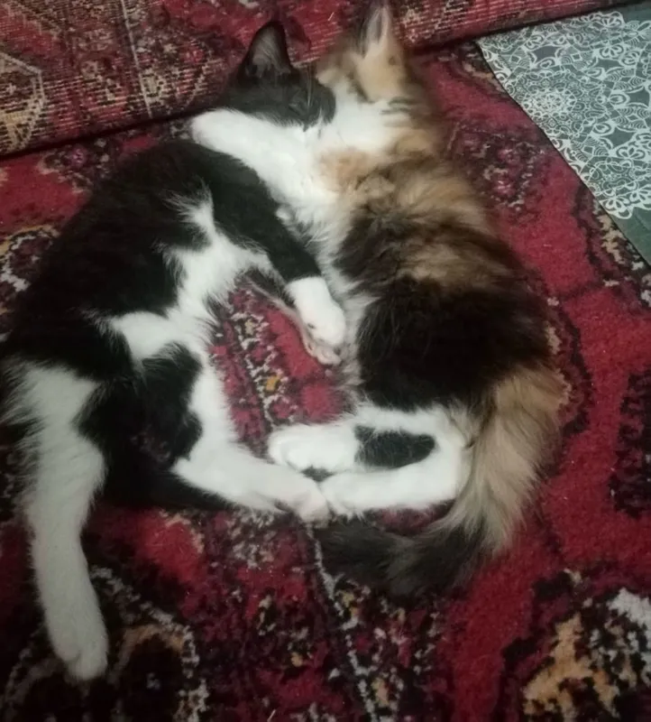Отдам котят бесплатно — фото 2