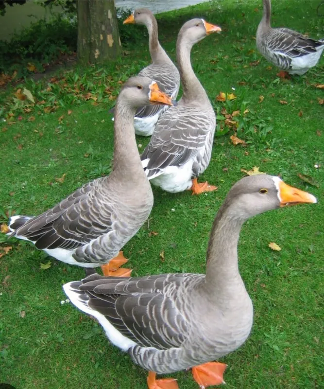 Гусиний жир Tabiy gʻoz yogʻi Гусиний жир Tabiy gʻoz yogʻi