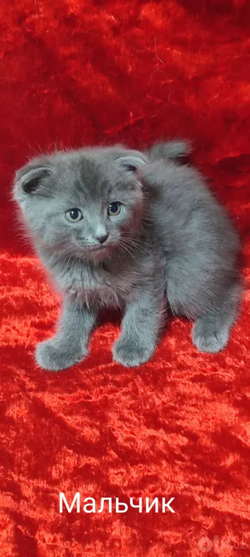 Scottish Fold mushukchalari sotiladi 5 Scottish Fold mushukchalari sotiladi 5