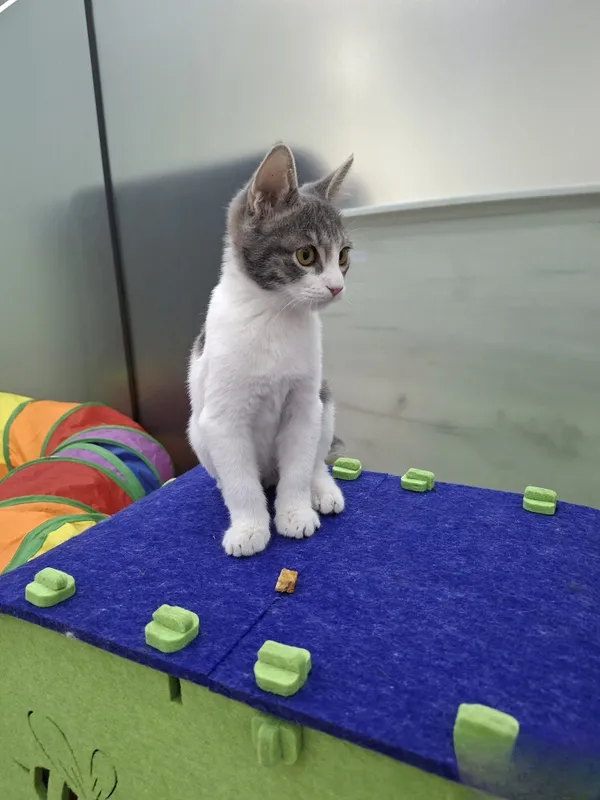 Котенок мальчик 2 месяца 3 Котенок мальчик 2 месяца 3