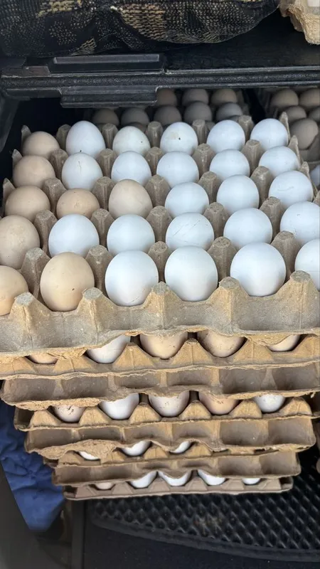 Продаю яйца домашние 1 Продаю яйца домашние 1