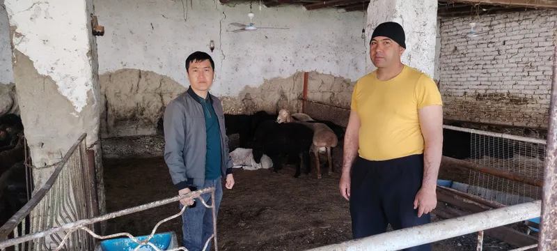 Продаются бараны Зоттор 2 Продаются бараны Зоттор 2