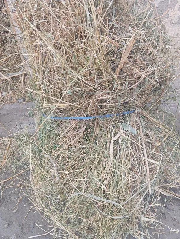 Beda sotiladi 170 ta bogʻlam bor