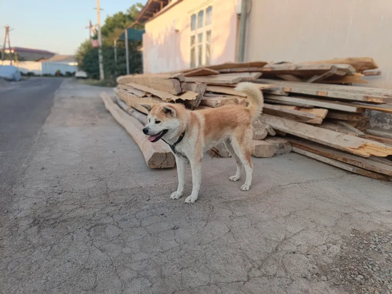 Akito-Inu sotiladi 1 Akito-Inu sotiladi 1