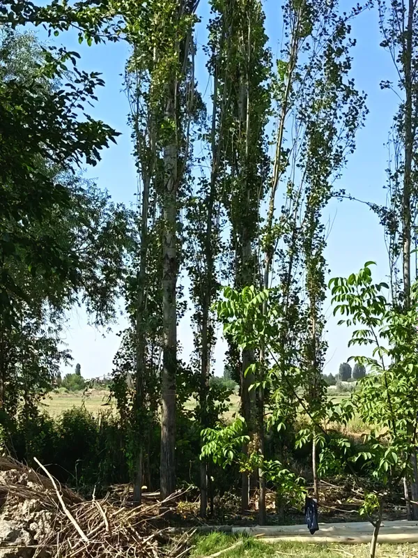 Teraklar sotiladi .manzil orta chirchiq kuchlik 2 Teraklar sotiladi .manzil orta chirchiq kuchlik 2