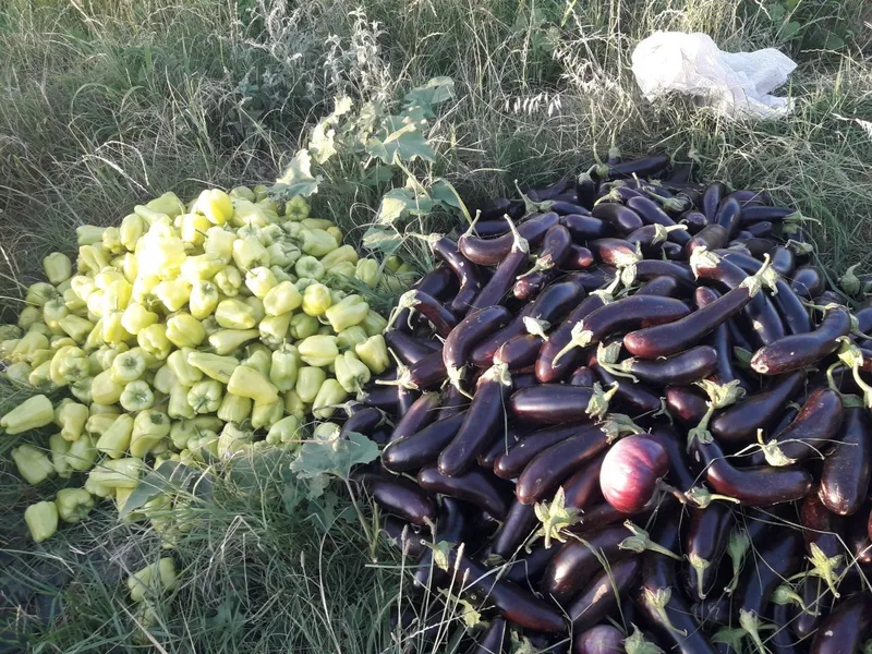 Болгарский перец, баклажон оптом 5