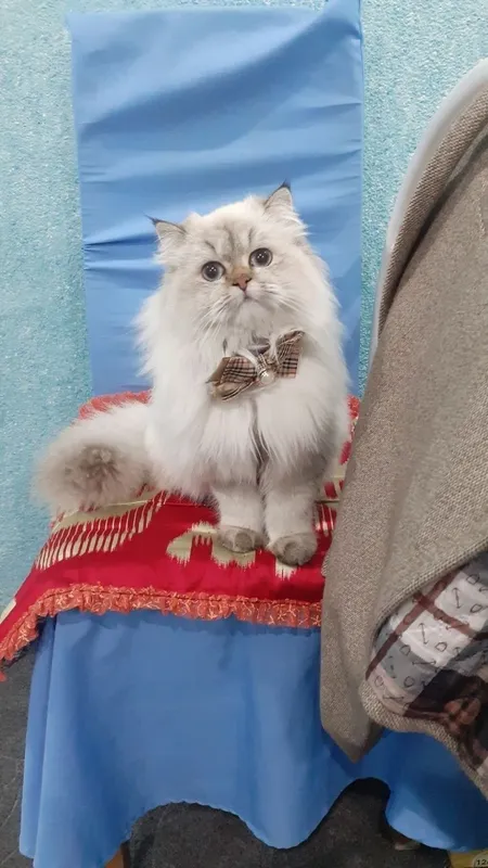 Viyaska. sotilmyadi