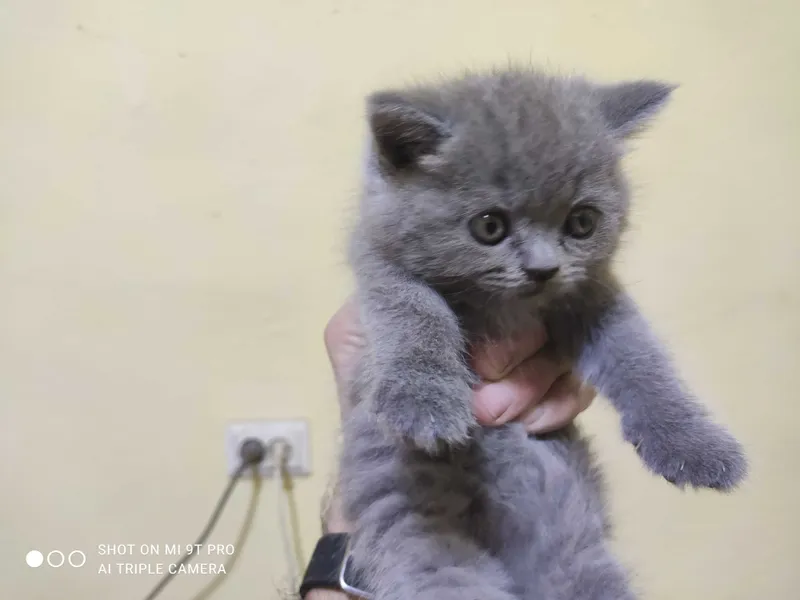 Продаются котята — фото 7