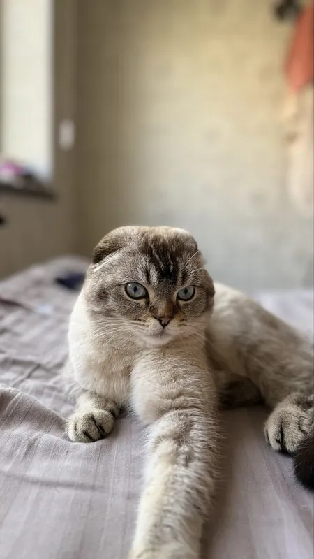 Кошка для вязки бесплатно 1 Кошка для вязки бесплатно 1
