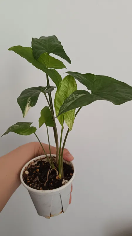 Syngonium Imperial White 3 Syngonium Imperial White 3