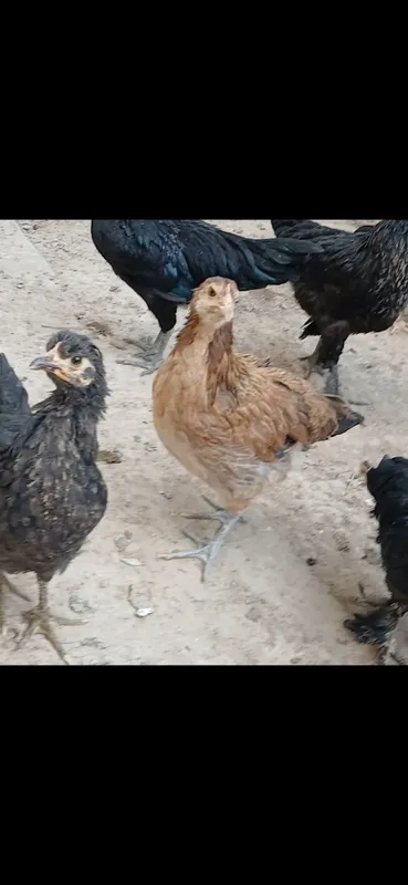 Qora Mag‘iz zotli parandalar 2 Qora Mag‘iz zotli parandalar 2