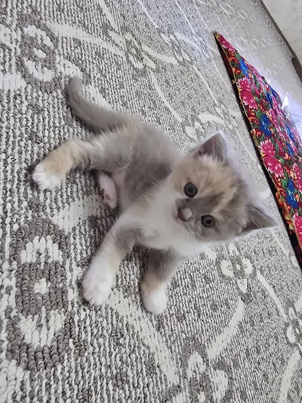 Срочно продаются котята — фото 2