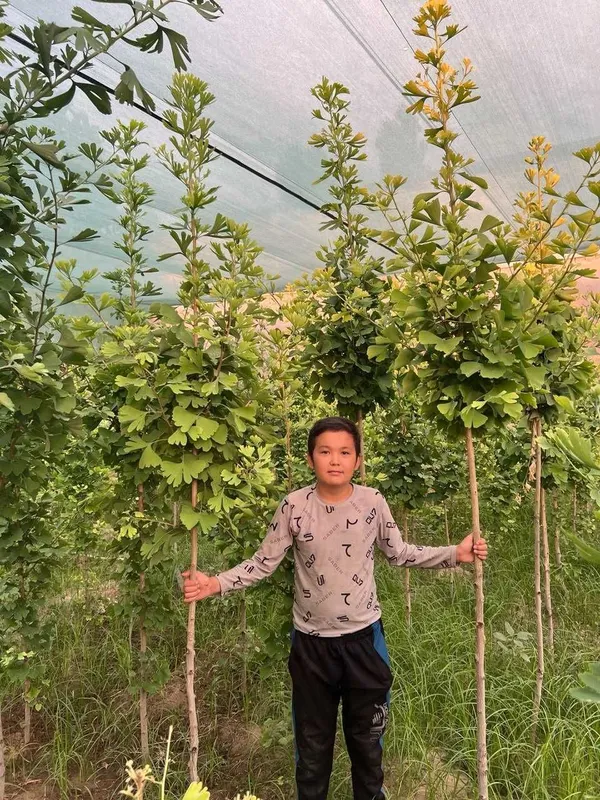 Ginkgo biloba koʻchatlari Саженцы гинкго билоба