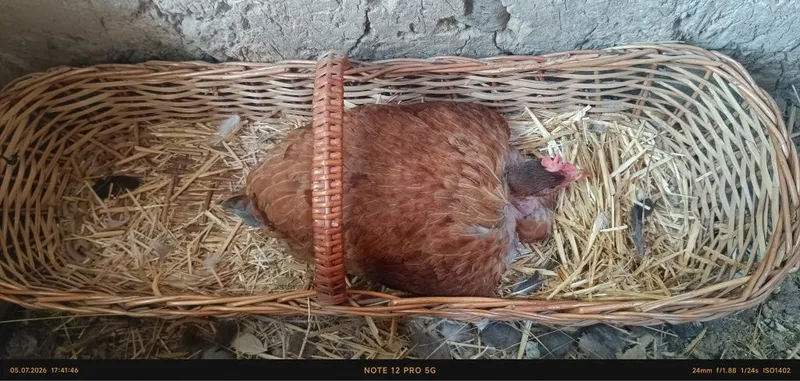 Tovuqlar sotiladi 5