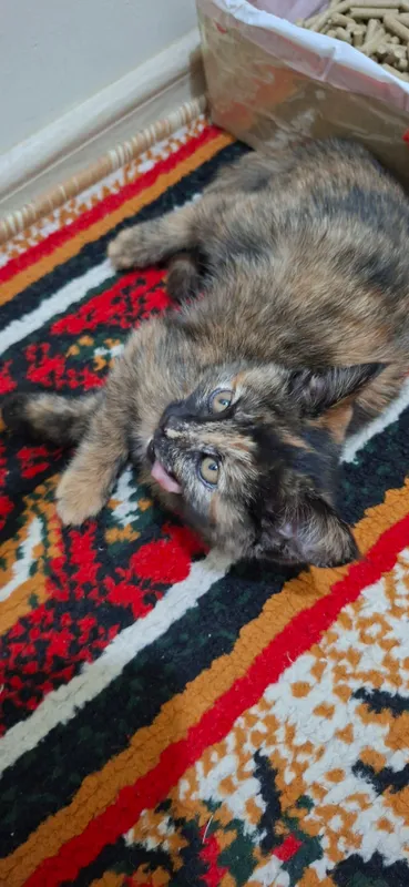 Кошка 2