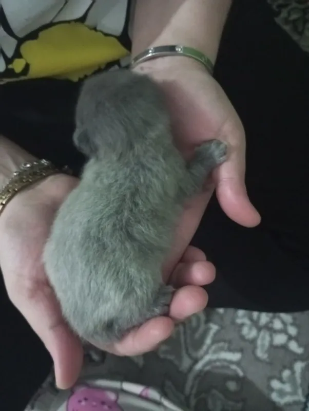 Продаются шотландские милые котята — фото 2