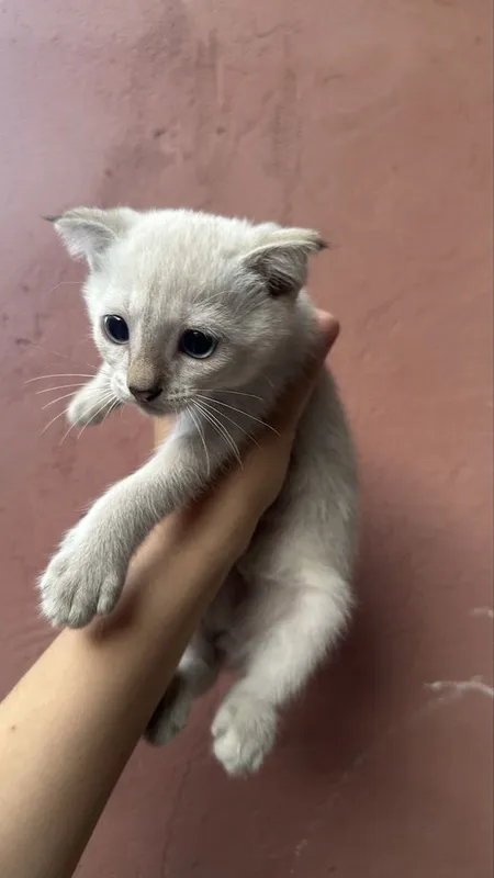 Продаются кошки 3 Продаются кошки 3