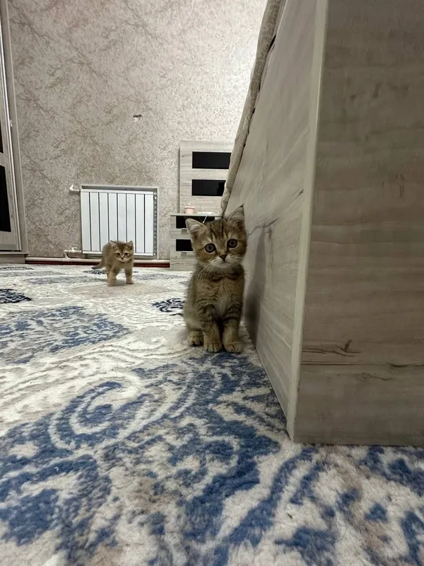 Очаровательные котята ищут дом 3 Очаровательные котята ищут дом 3