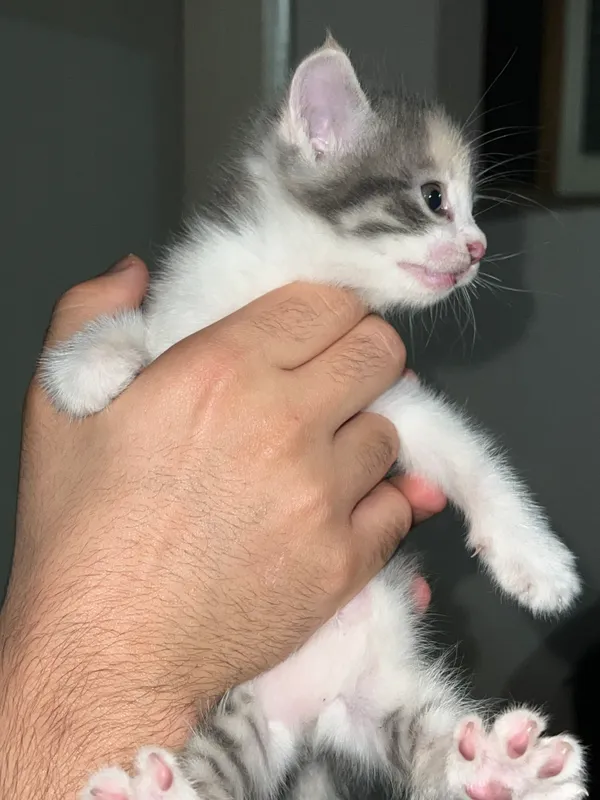 Отдадим двух котят в добрые руки! 2