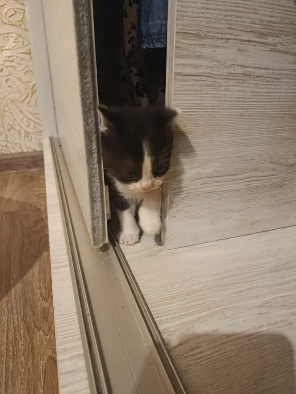 Котёнок 3 Котёнок 3