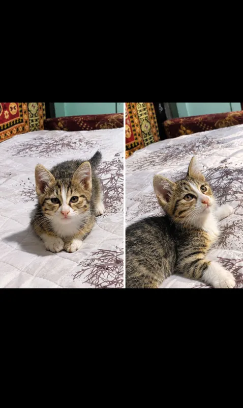 9 ta mushukchani mehribon qo‘llarga beraman. Bepul. Toshkent 3