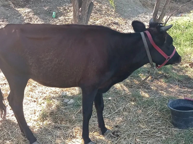 G'unojin sotiladi